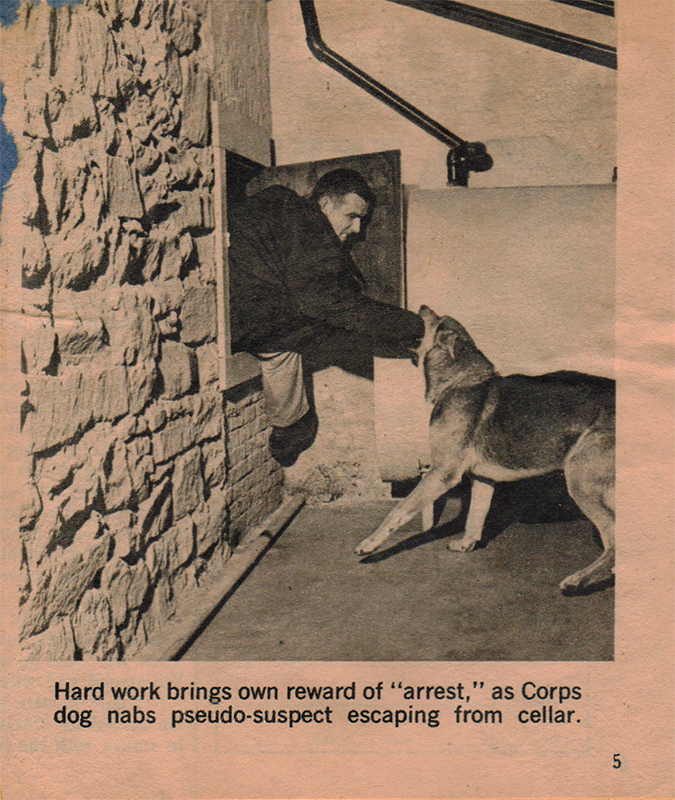 K9 hard at work