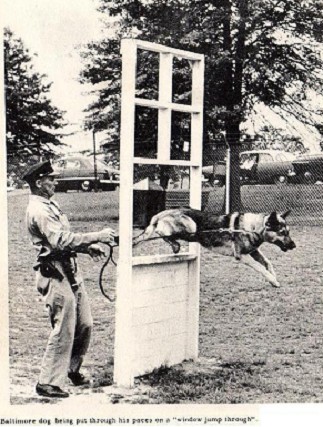 k9 2