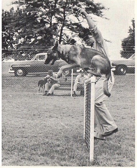 k9 5